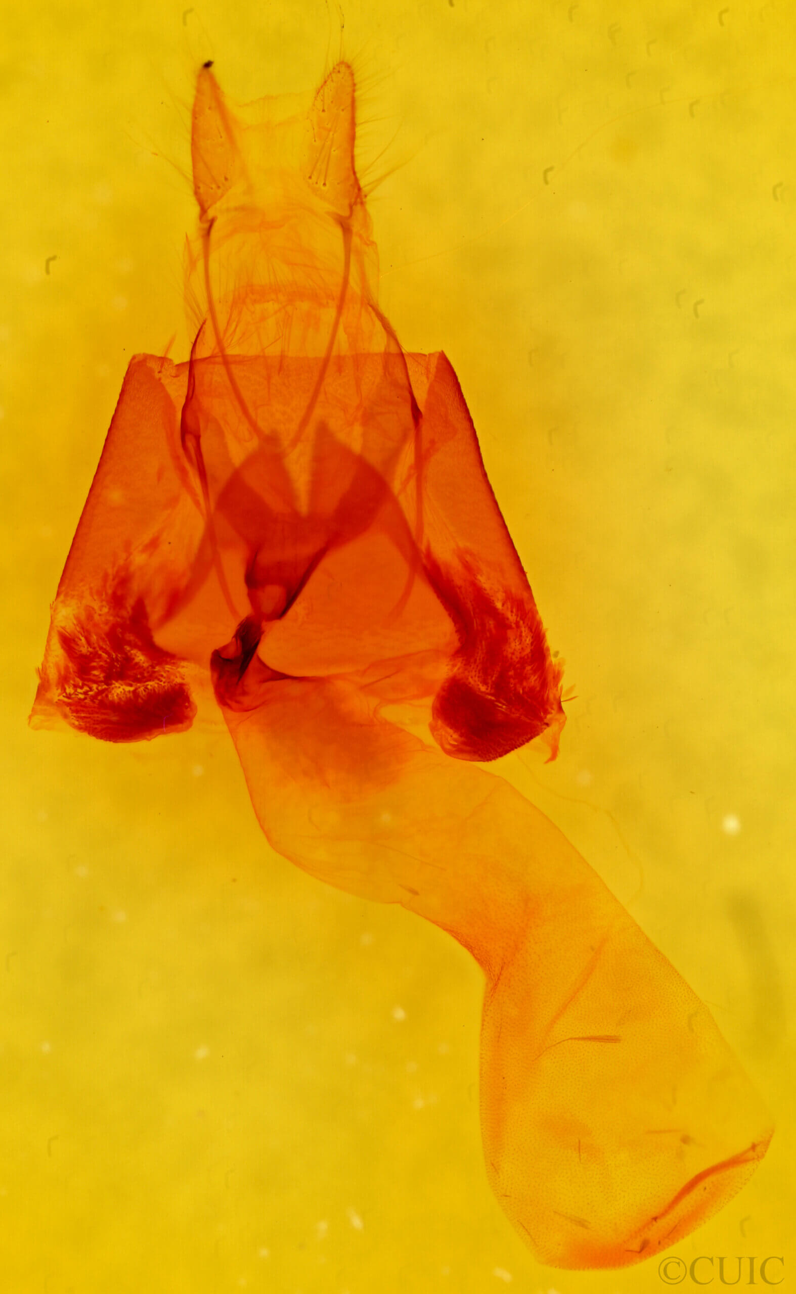 genitalia view of adult Lesmone sp.