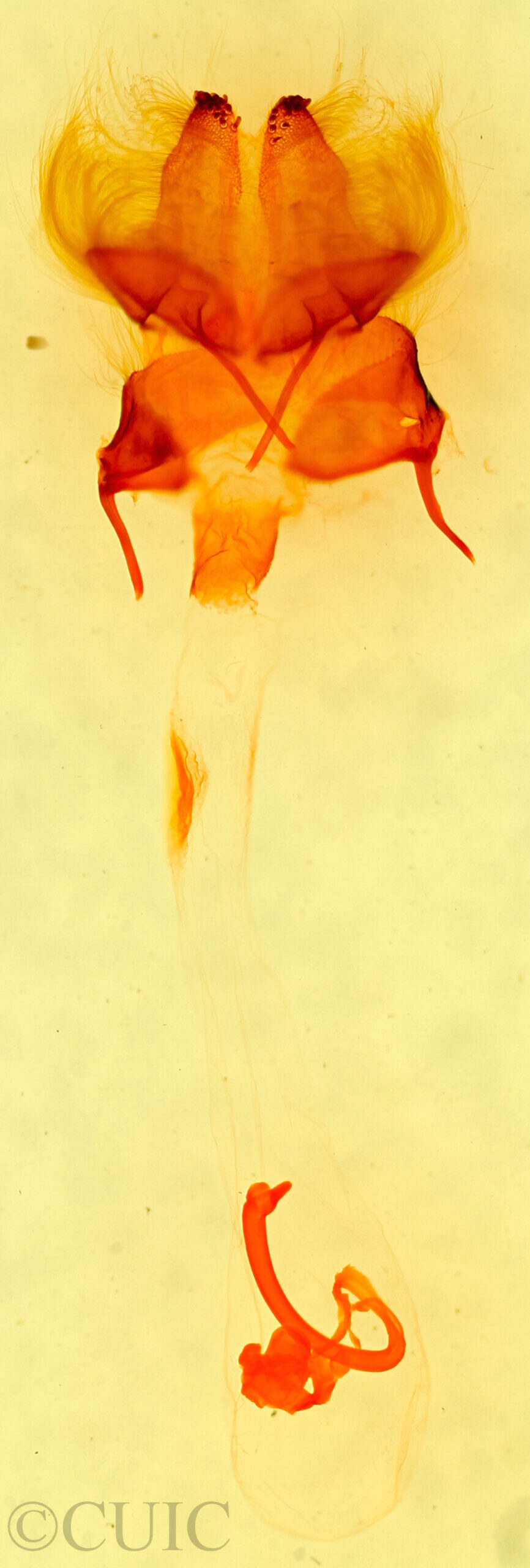 genitalia view of adult Cosmia sp.