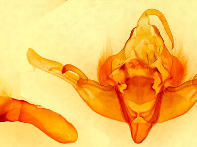 genitalia view of adult Andropolia contacta