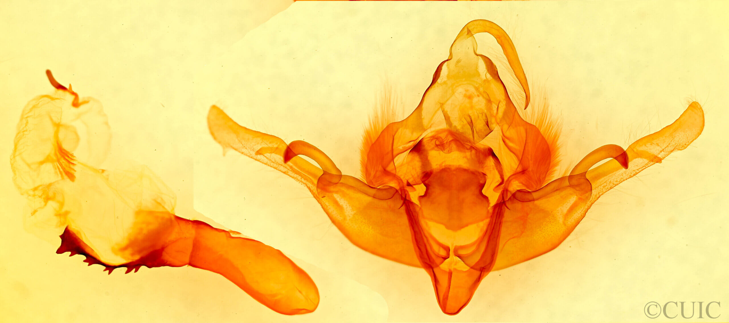 genitalia view of adult Andropolia contacta