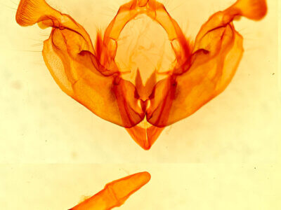 genitalia view of adult Hada sutrina