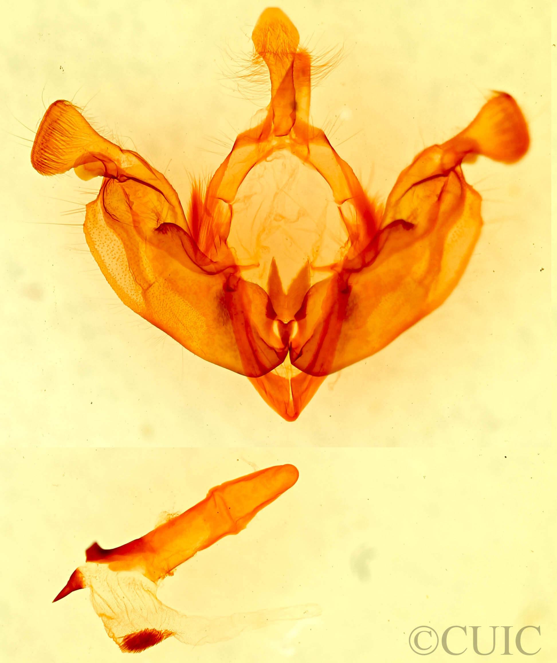 genitalia view of adult Hada sutrina