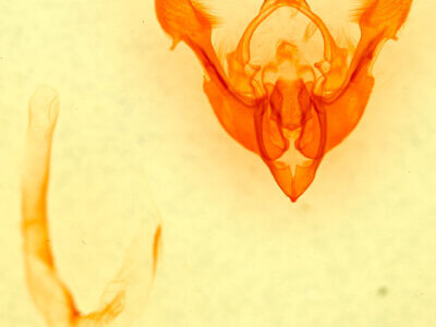 genitalia view of adult Mesapamea arbora