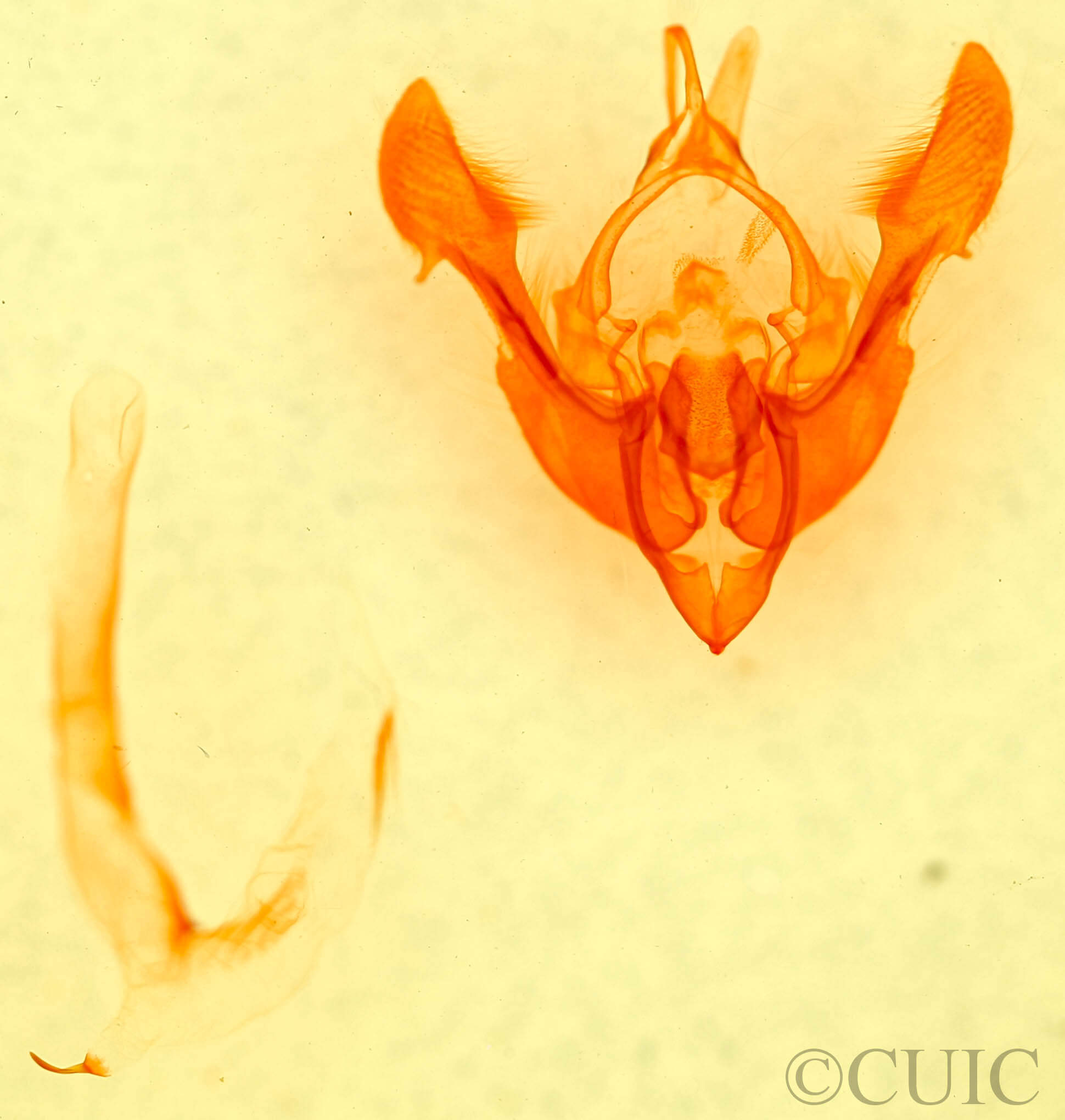 genitalia view of adult Mesapamea arbora