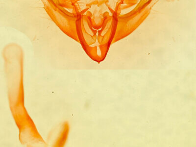 genitalia view of adult Neoligia canadensis