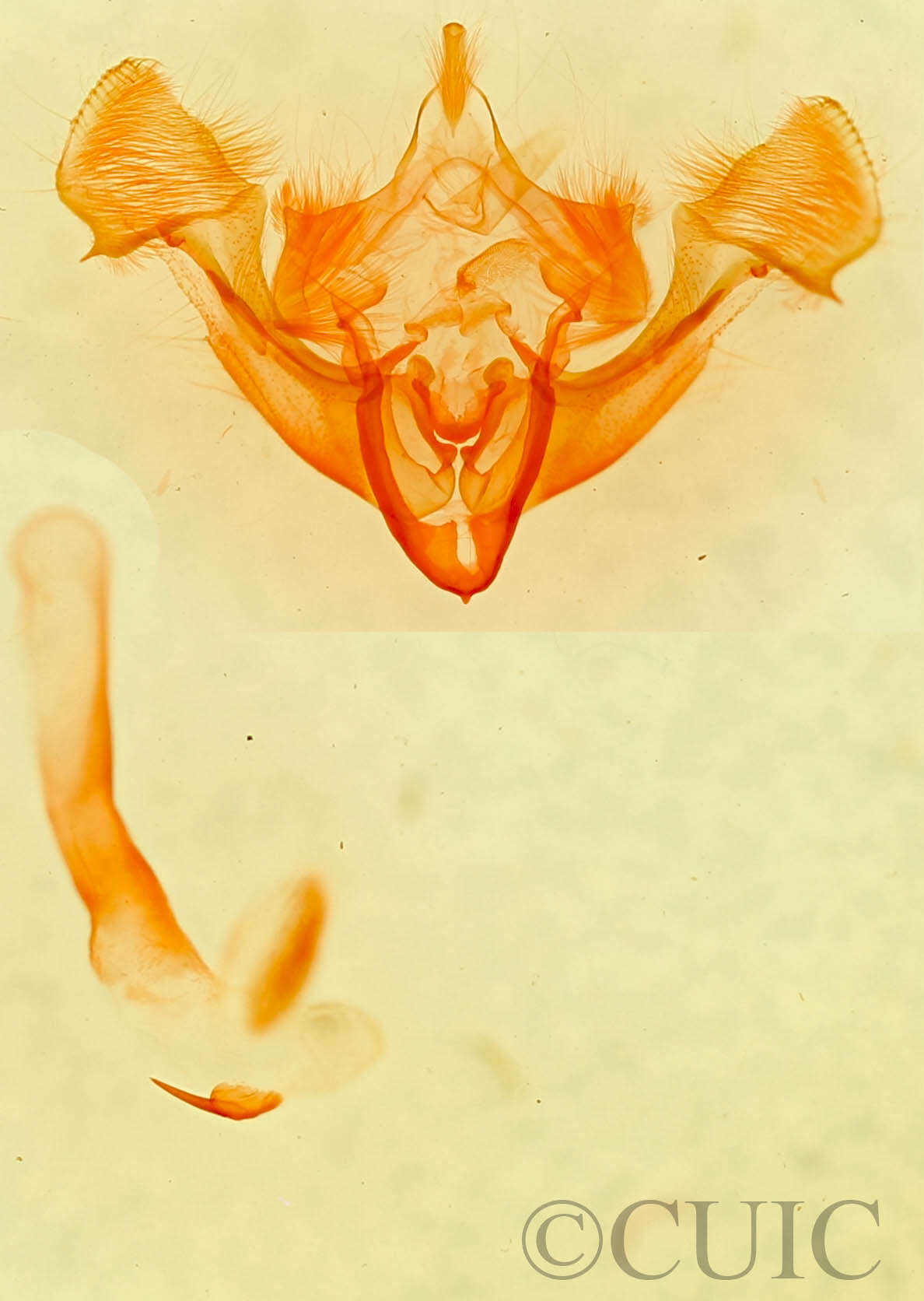 genitalia view of adult Neoligia canadensis