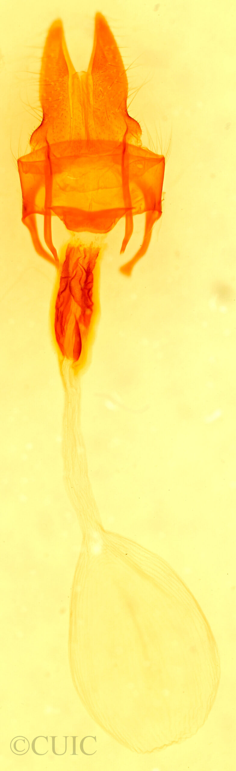 genitalia view of adult Mammifrontia rileyi