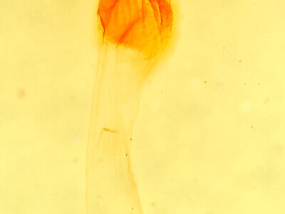 genitalia view of adult Mammifrontia sp.