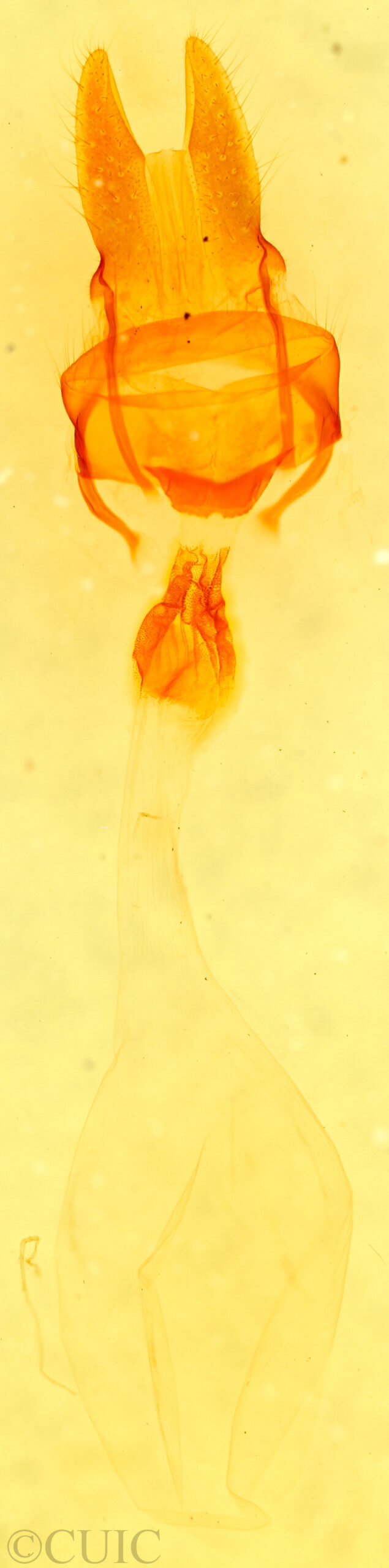 genitalia view of adult Mammifrontia sp.