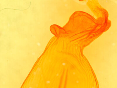 genitalia view of adult Eupsilia n. sp.