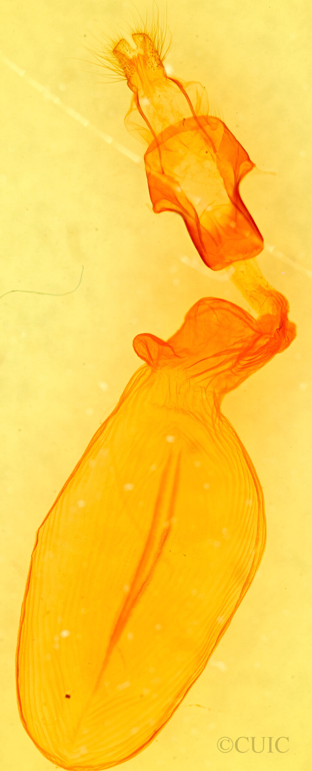 genitalia view of adult Eupsilia n. sp.