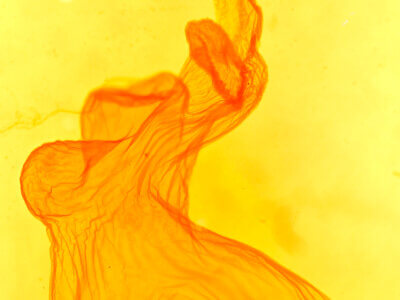 genitalia view of adult Eupsilia n. sp.