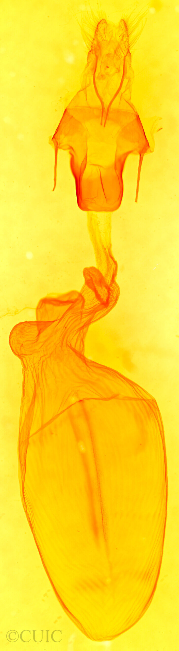 genitalia view of adult Eupsilia n. sp.