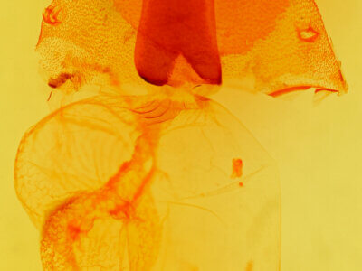 genitalia view of adult Orthosia praeses