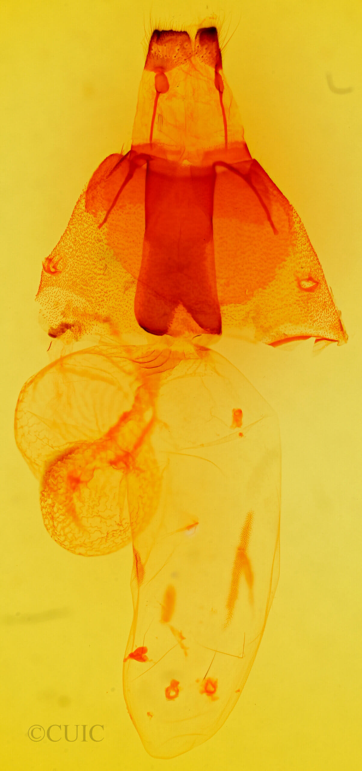 genitalia view of adult Orthosia praeses