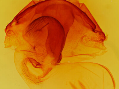 genitalia view of adult Orthosia pulchella