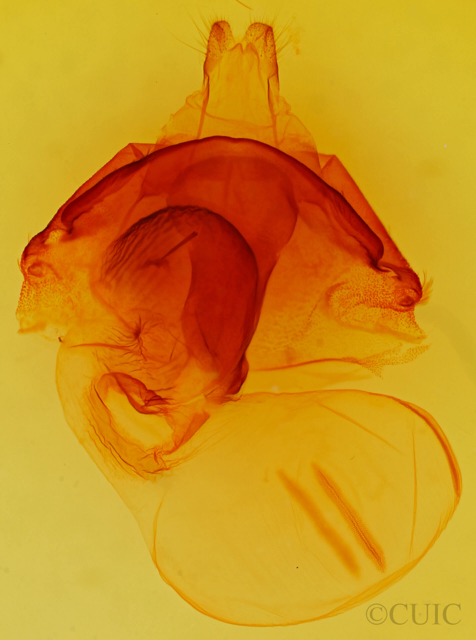 genitalia view of adult Orthosia pulchella