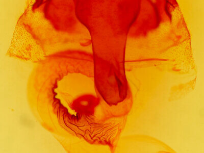 genitalia view of adult Orthosia erythrolita