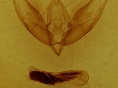 genitalia view of adult Calophasia sp.