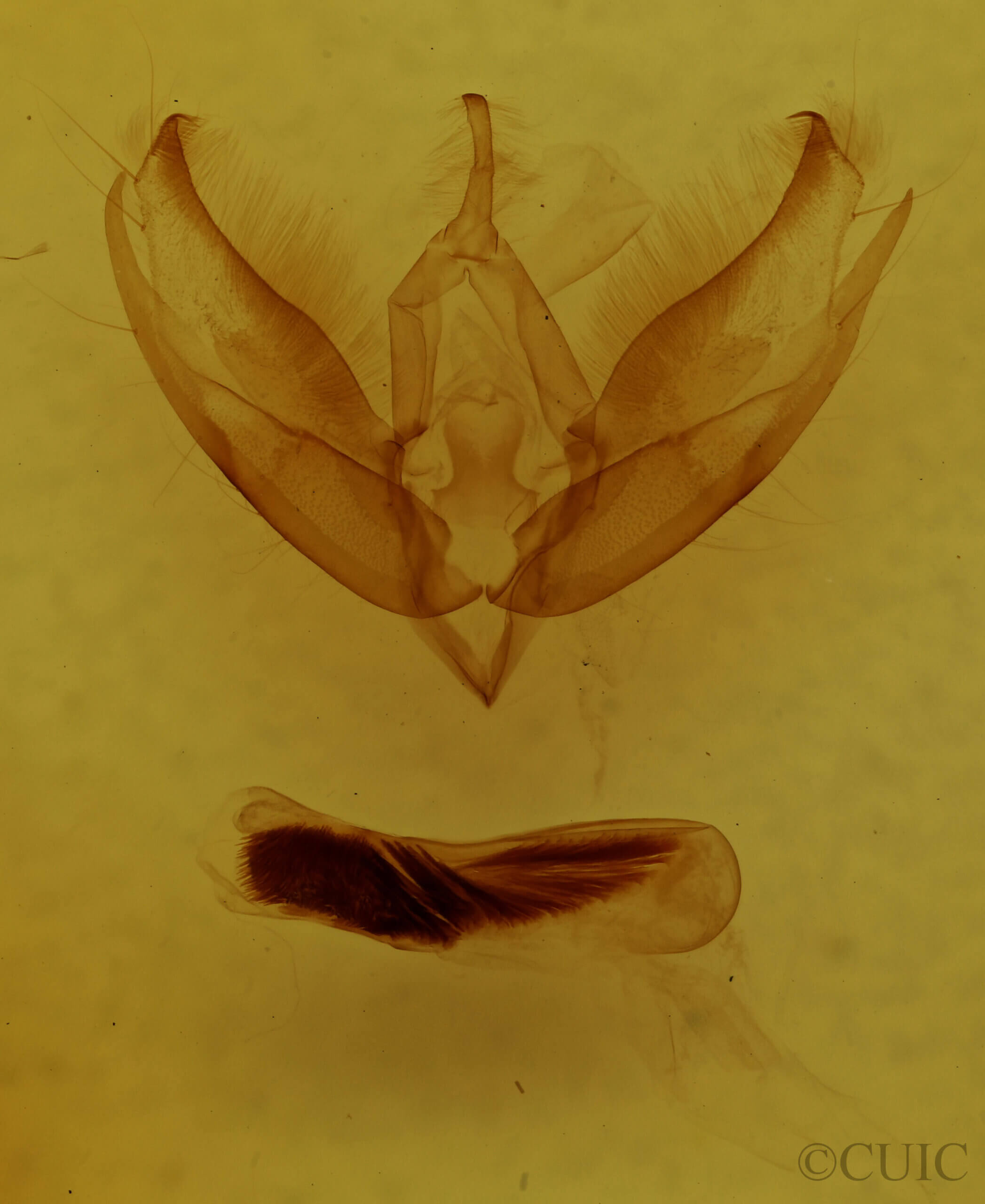 genitalia view of adult Calophasia sp.