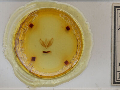 slide view of adult Calophasia sp.