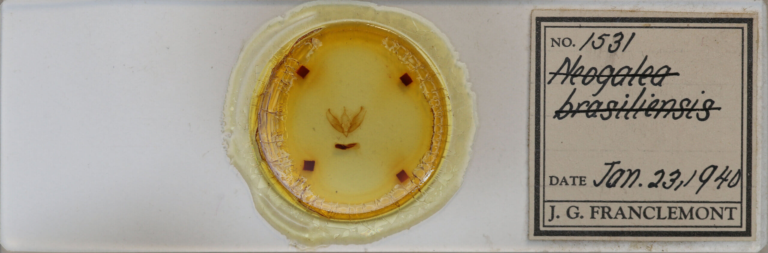 slide view of adult Calophasia sp.