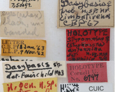 label view of adult Stypommisa antenninaPhilip, 1969