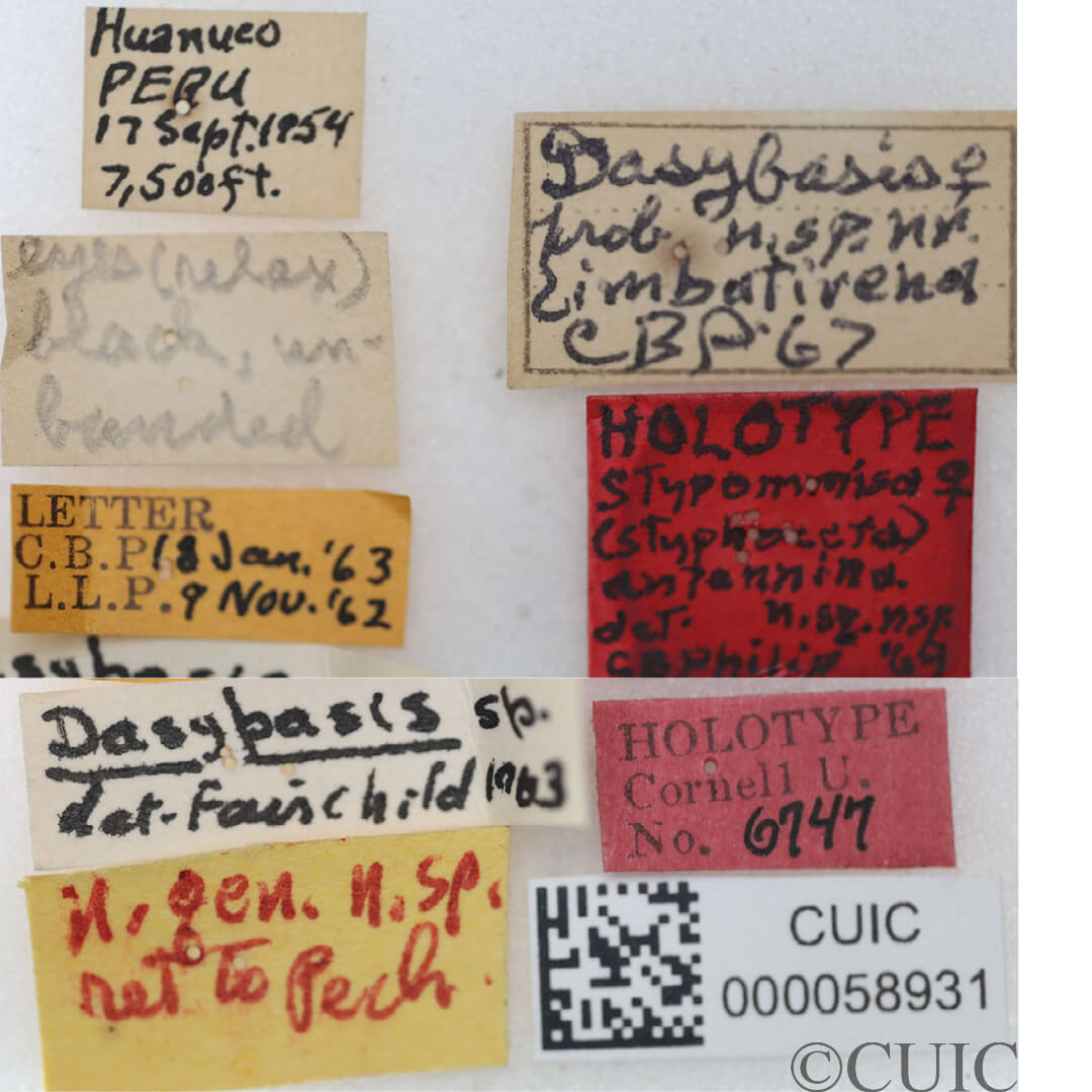 label view of adult Stypommisa antenninaPhilip, 1969