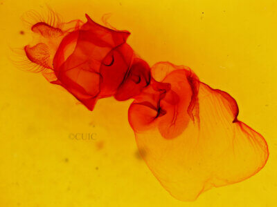 genitalia view of adult Nystalea ebalea