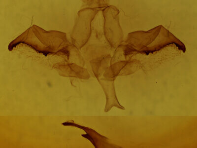 genitalia view of adult Rosema sp.