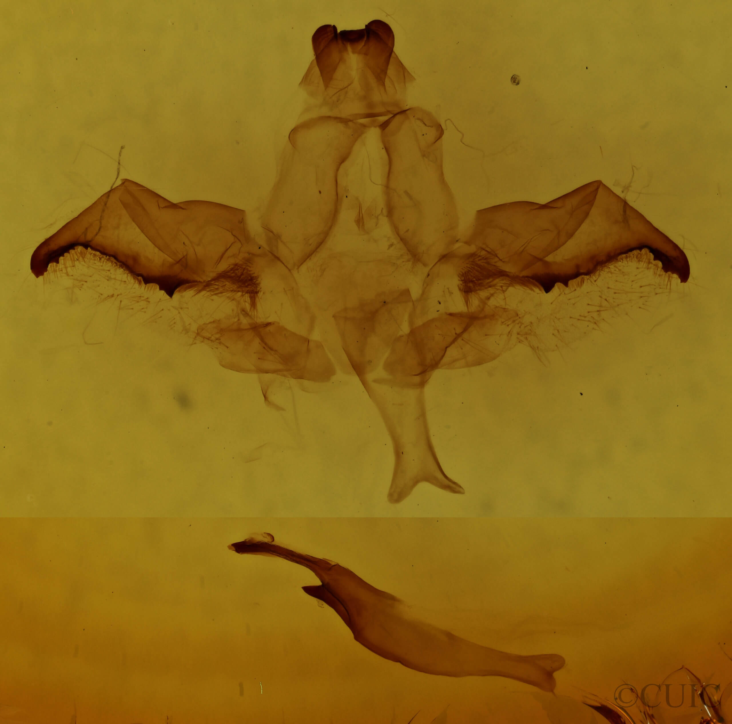 genitalia view of adult Rosema sp.