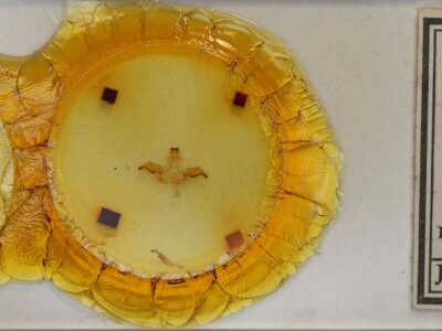 slide view of adult Rosema sp.