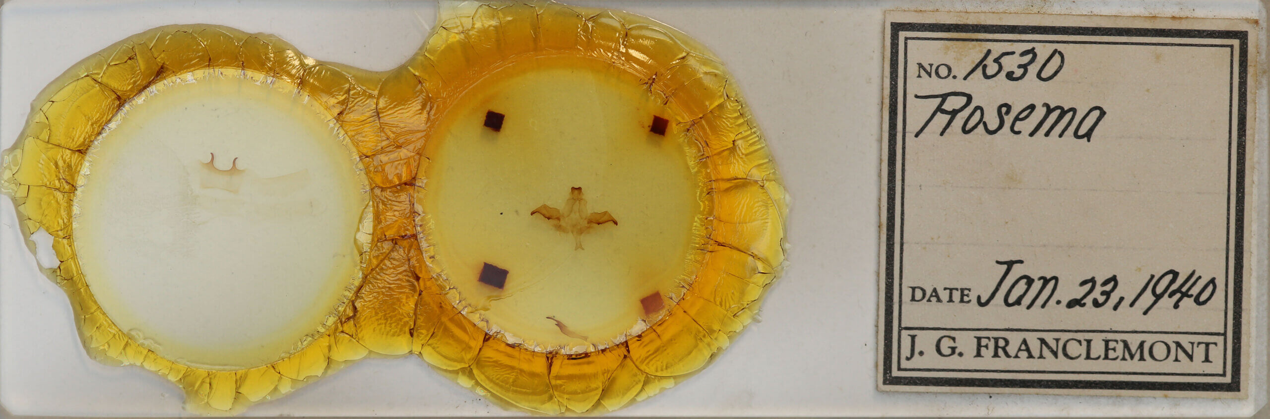 slide view of adult Rosema sp.