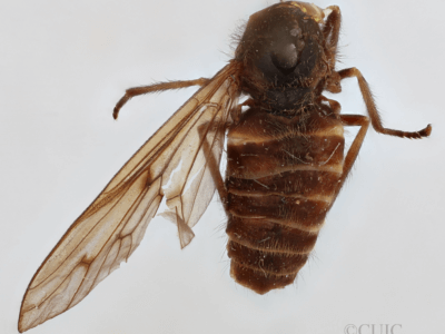 dorsal view of adult Stypommisa antenninaPhilip, 1969