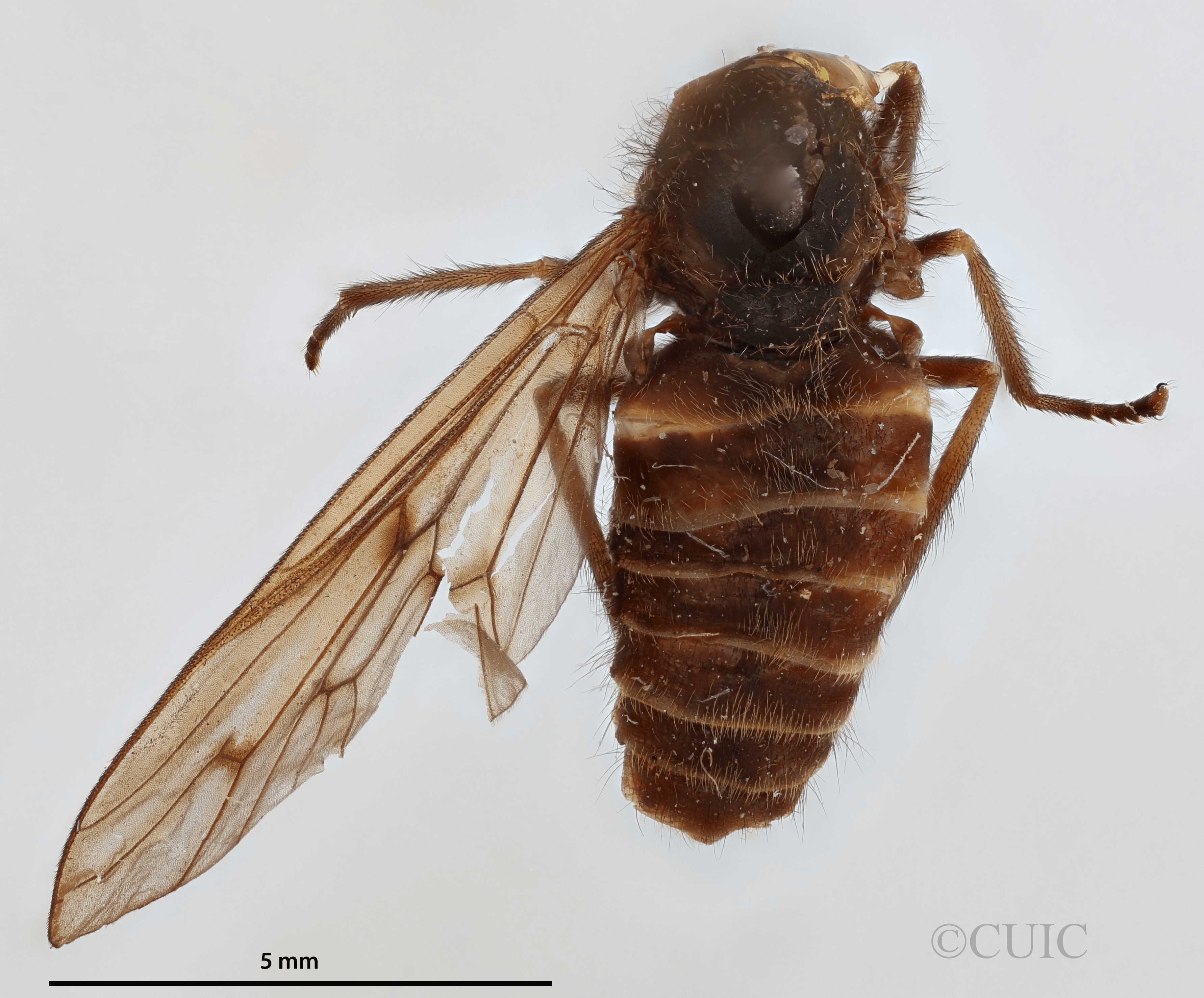 dorsal view of adult Stypommisa antenninaPhilip, 1969