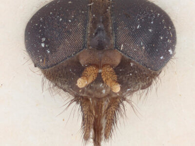 adult Stypommisa antenninaPhilip, 1969