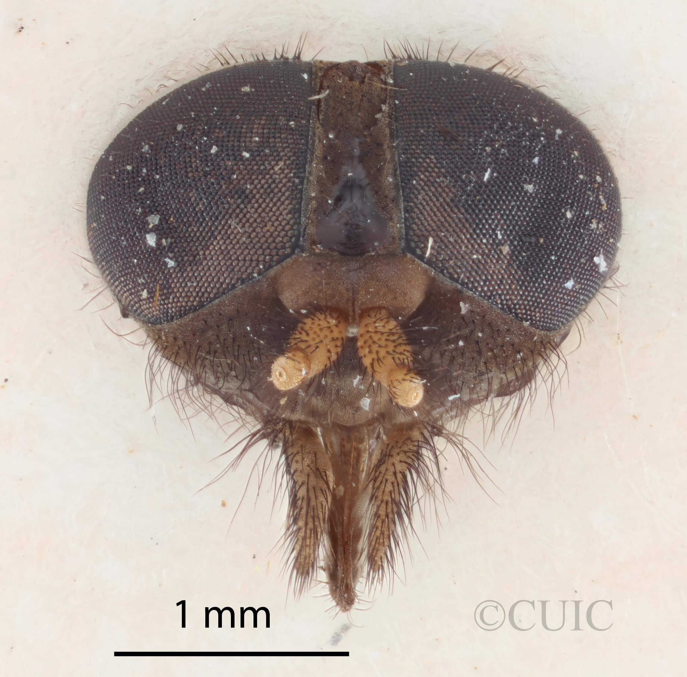 adult Stypommisa antenninaPhilip, 1969