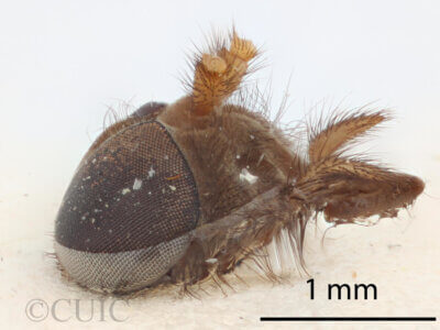 lateral view of adult Stypommisa antenninaPhilip, 1969