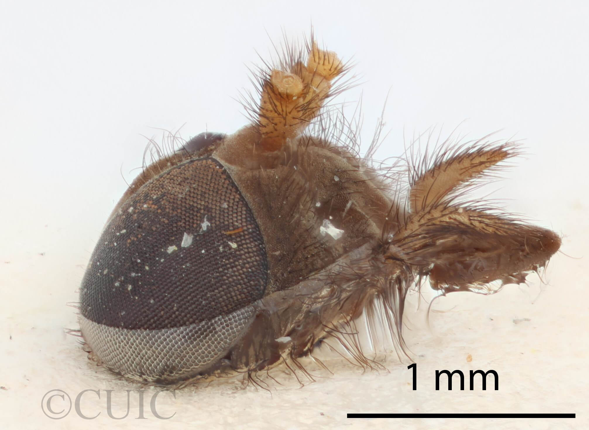 lateral view of adult Stypommisa antenninaPhilip, 1969