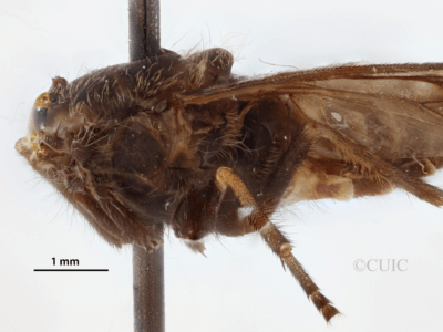 lateral view of adult Stypommisa antenninaPhilip, 1969