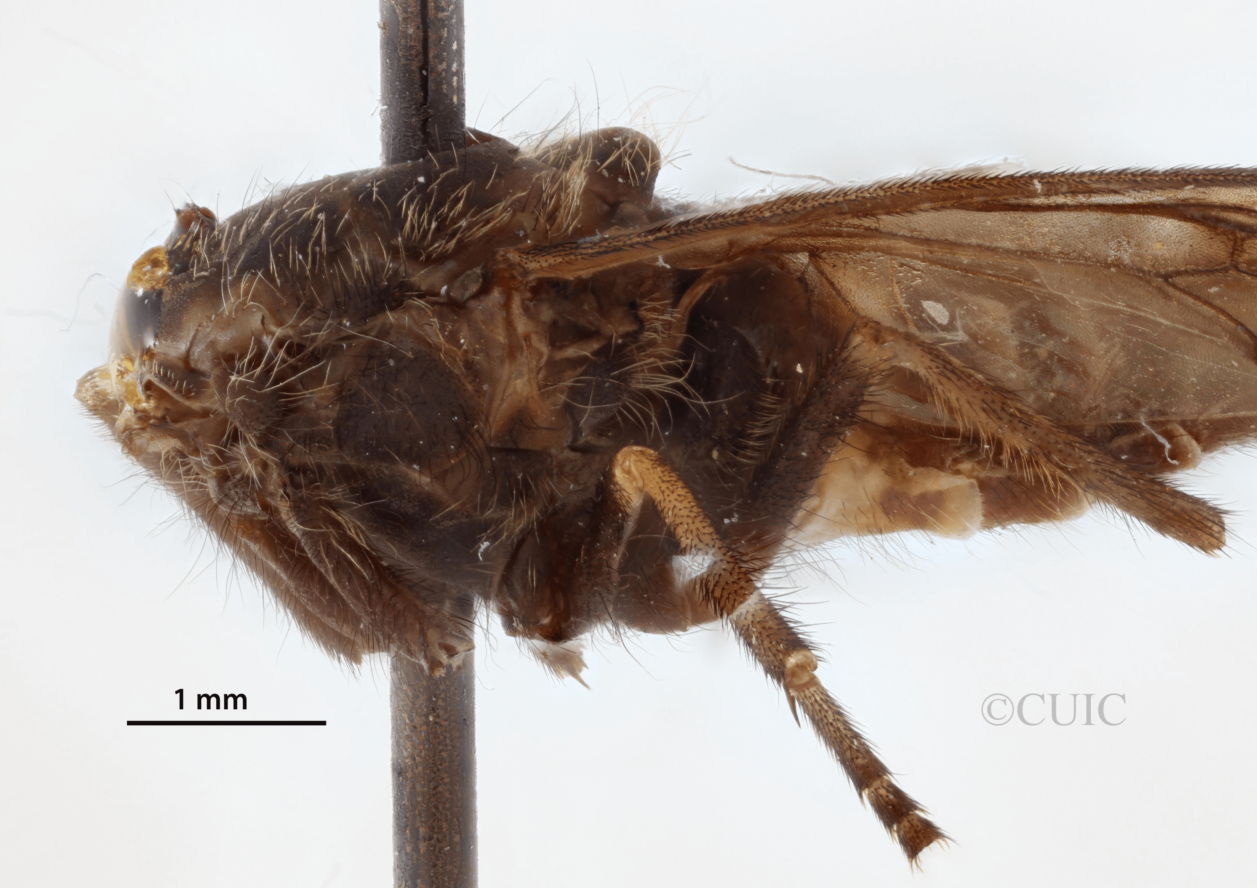 lateral view of adult Stypommisa antenninaPhilip, 1969