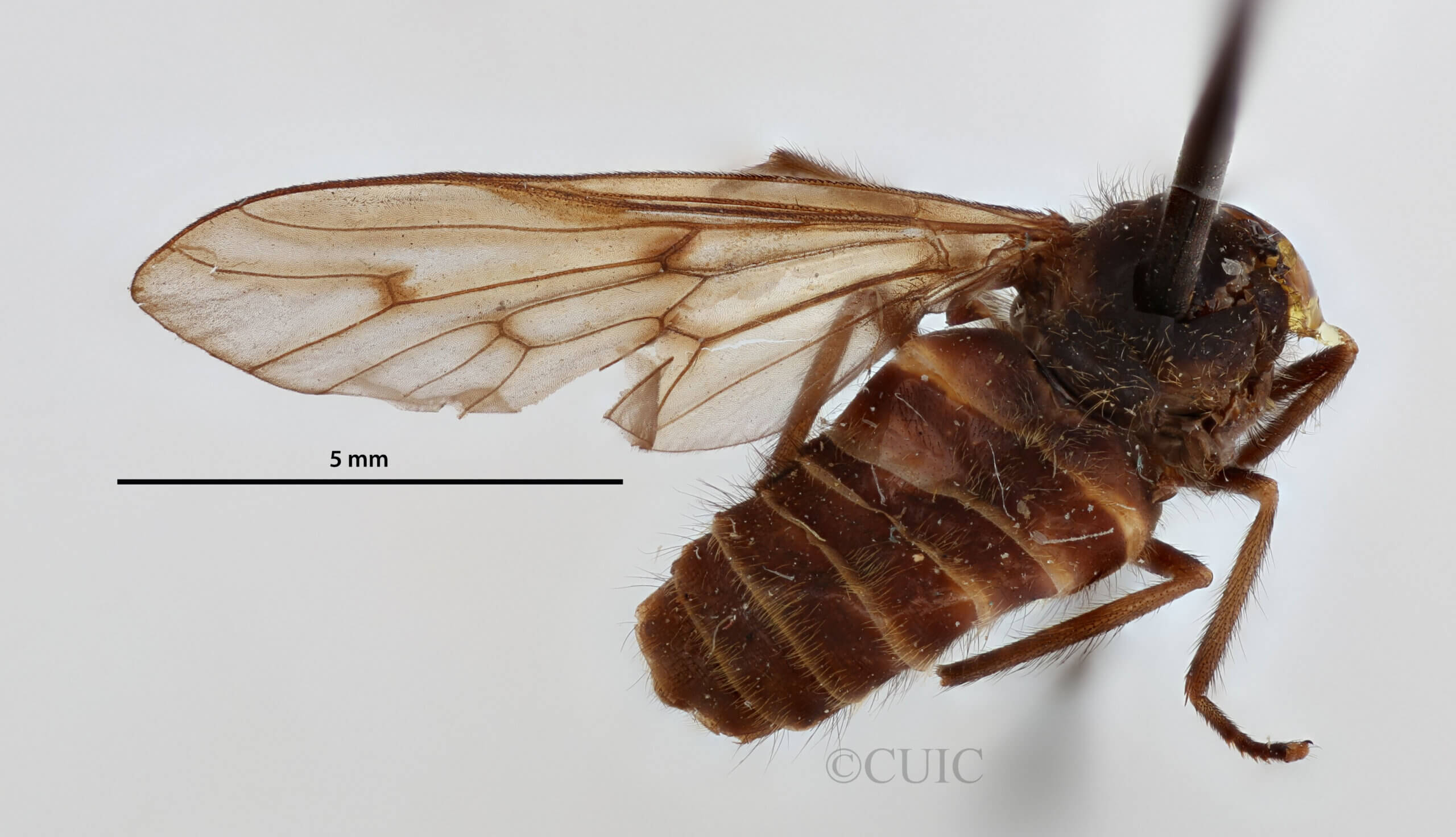 dorsal view of adult Stypommisa antenninaPhilip, 1969