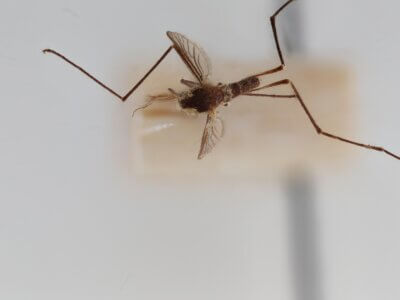 dorsal view of adult Aedes thibaulti