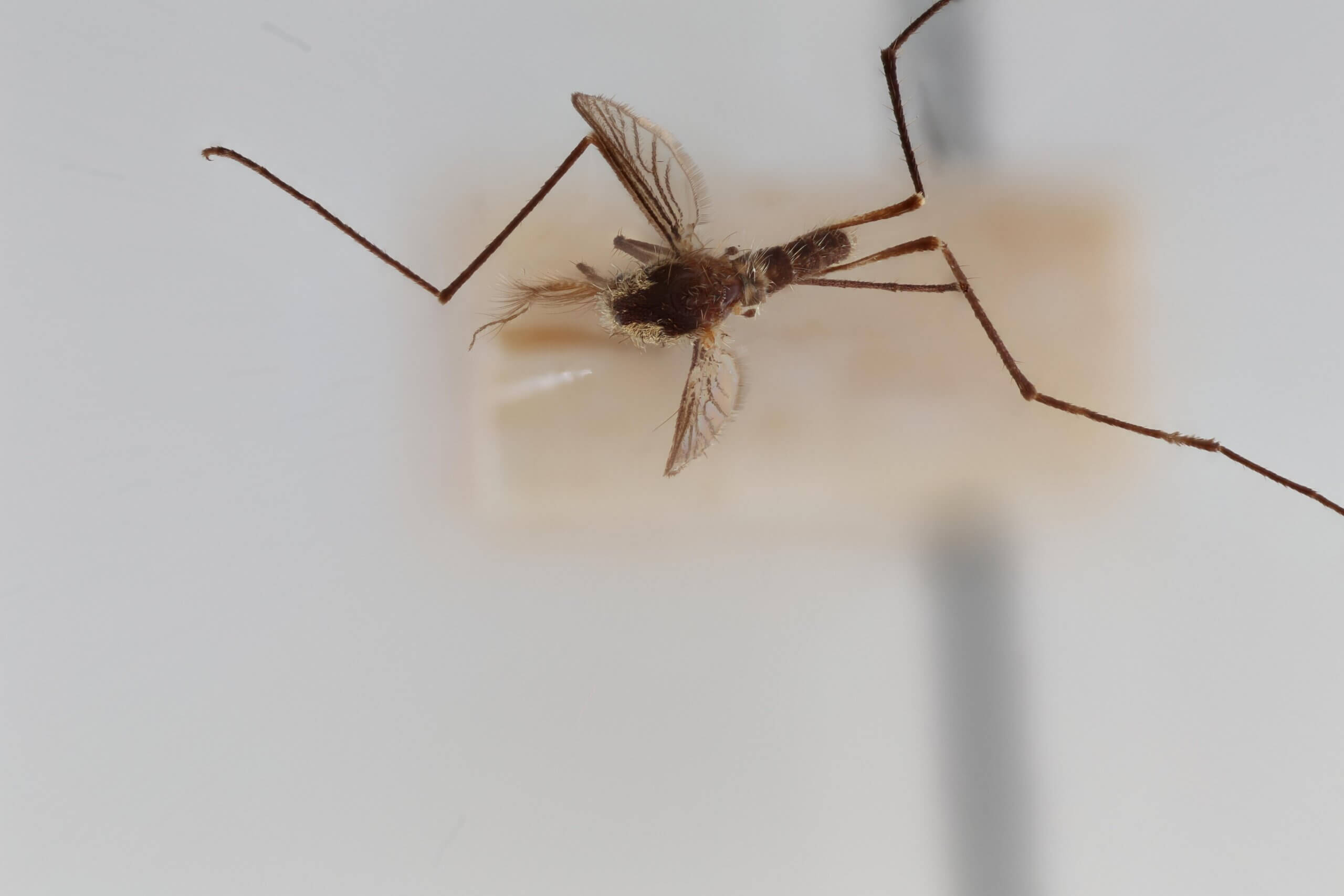 dorsal view of adult Aedes thibaulti