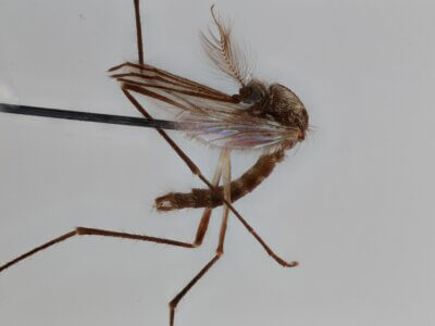 lateral view of adult Aedes thibaulti