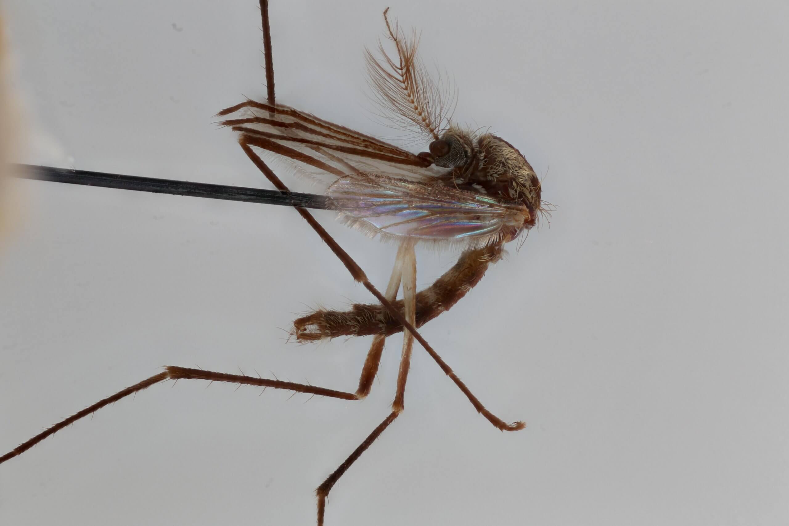 lateral view of adult Aedes thibaulti