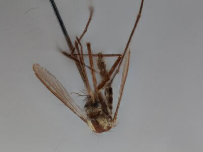 ventral view of adult Aedes thibaulti