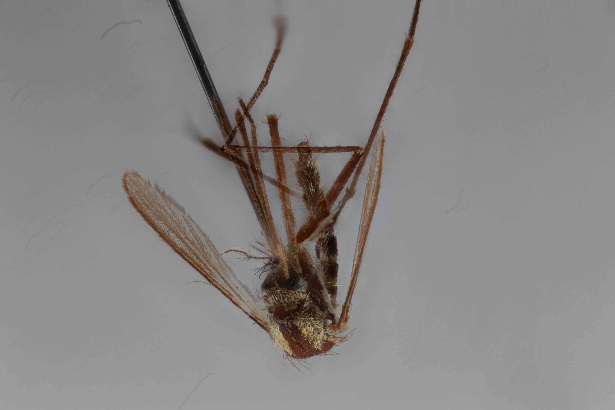 ventral view of adult Aedes thibaulti