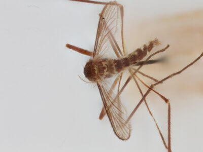 dorsal view of adult Aedes thibaulti