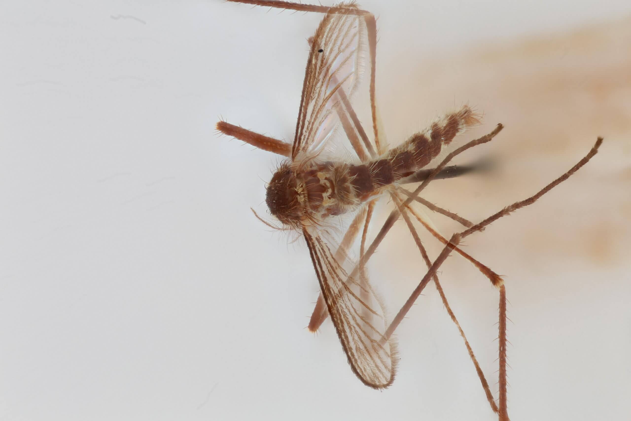 dorsal view of adult Aedes thibaulti